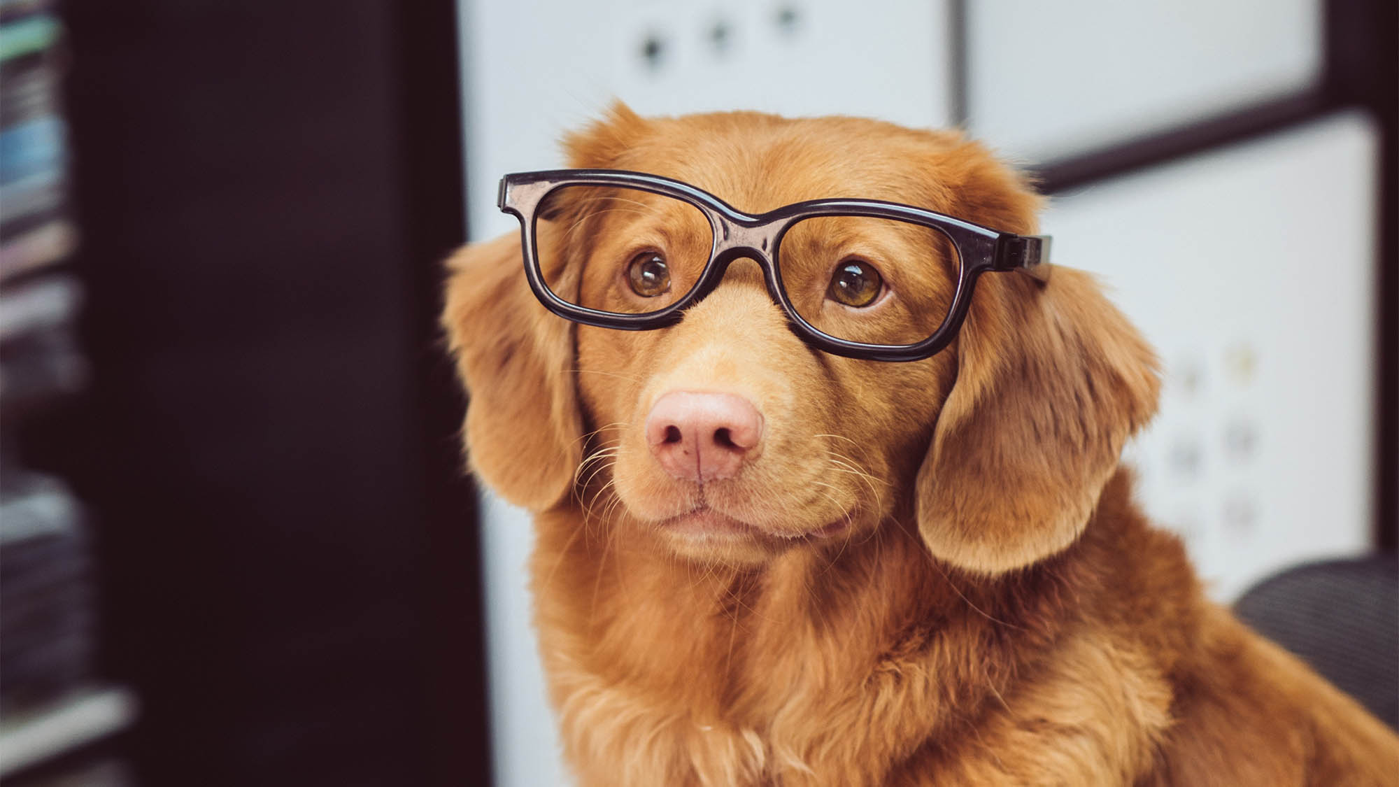 Brown Dog Wearing Black Glasses